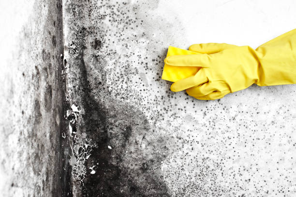 Best Mold Odor Removal Services  in Fordyce, AR