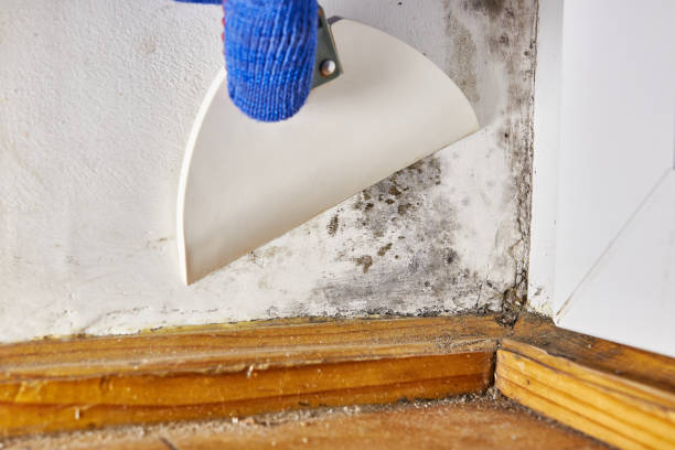 Best Flood Damage  in Fordyce, AR